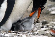 Eselspinguin (68 von 97).jpg